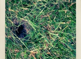 Eek!  Cicada Hole?